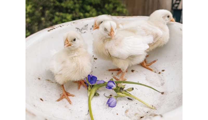 chicken chicks