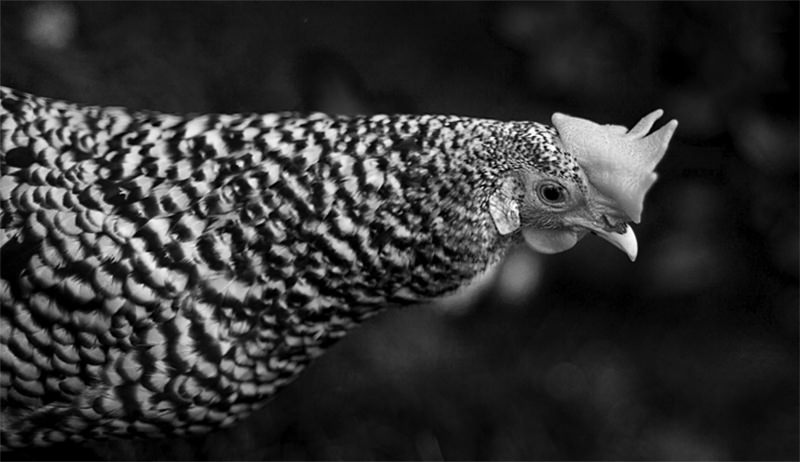 barred rock bantam chicken