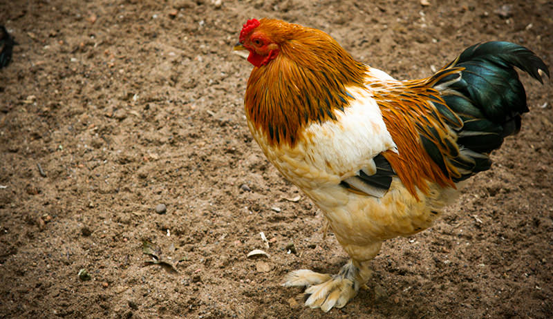 brahma bantam chicken
