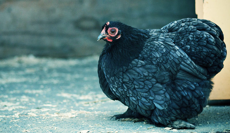 cochin bantam chicken