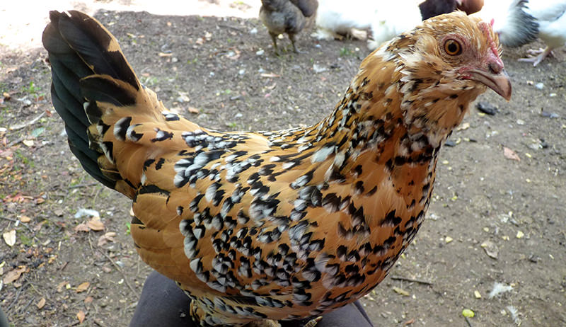 Mille Fleur d’Uccle bantam chicken