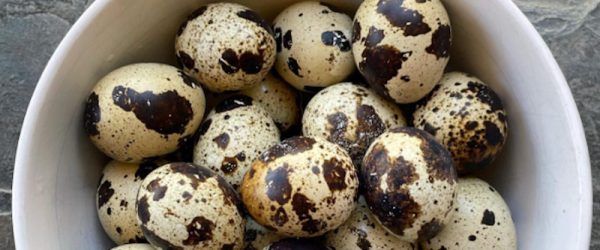 Food Is A Love Language At Bee The Change Microfarm