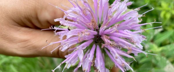 Video: Forage Wild Monarda (Beebalm) For Its Many Uses