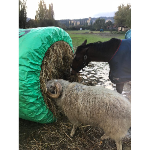 BIG BALE BUDDY - Large