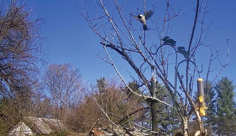 brush limbs sticks tree branches