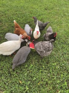 raising-chickens-for-beginners