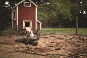 chickens-roaming-in-a-fenced-run