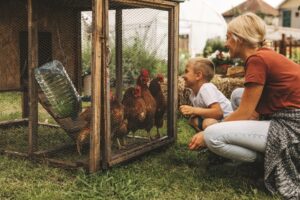 chickens-in-a-backyard-coop