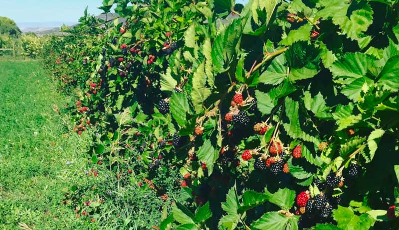 transplanting blackberry plants blackberries