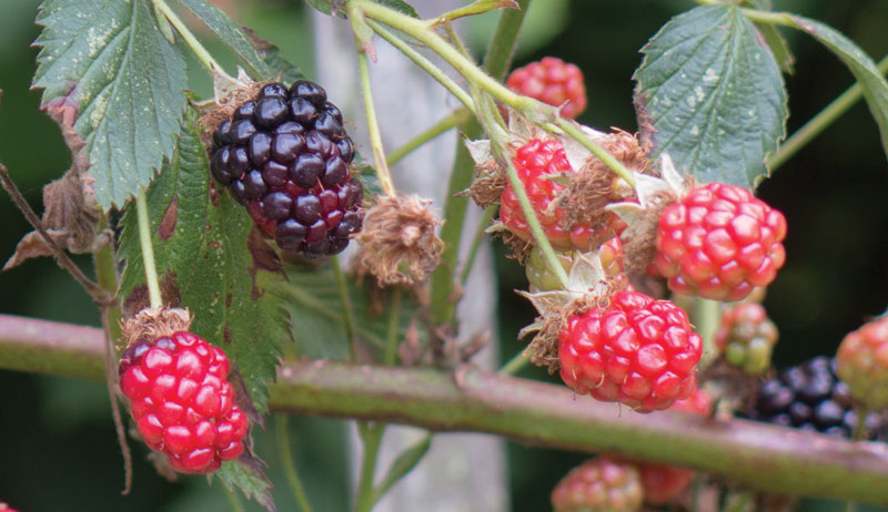 blackberries and raspberries