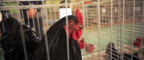 Poultry Showmanship: 5 Tips for Success