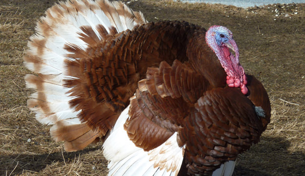 bourbon red turkeys on a farm raising turkeys with chickens