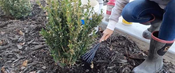 Video: Treating Drought Stress In Boxwood Shrubs
