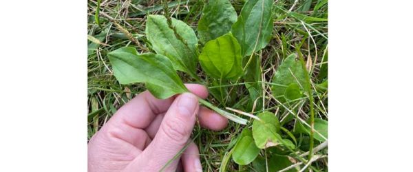 Pick Plantain To Help Maintain Your Health & Comfort