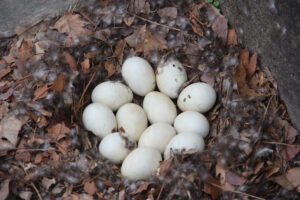 a clutch of duck eggs sitting in a nest of leaves