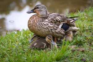 mallard duck with babies