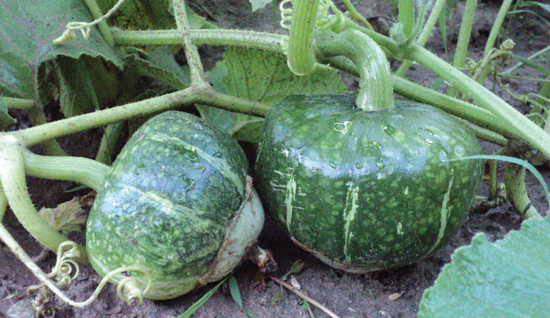 root cellar butternut squash