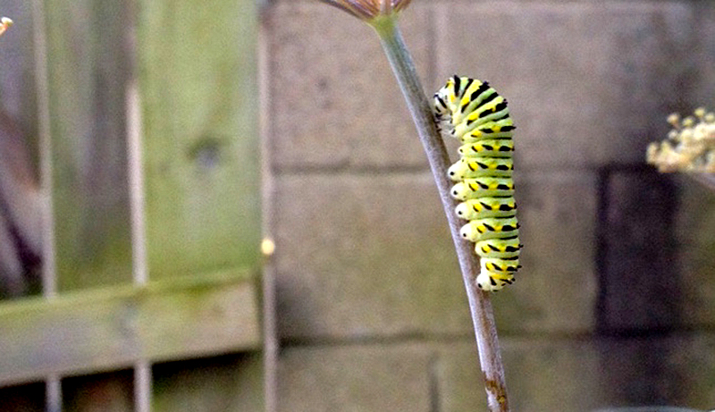 butterflies caterpillars eastern black swallowtail caterpillar