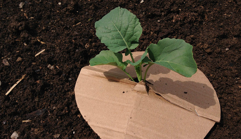 Cabbage Collars: DIY Steps To Prevent Root Maggots