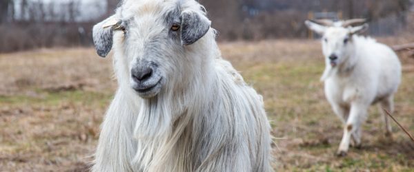 Fiber Goats Explained: Breeds, Fleece, and Farm Tips