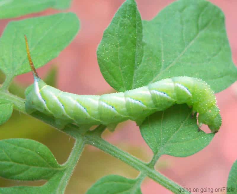 A Hornworm caterpillar on a plant