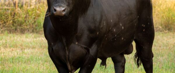 Castration for Cattle: Methods Explained