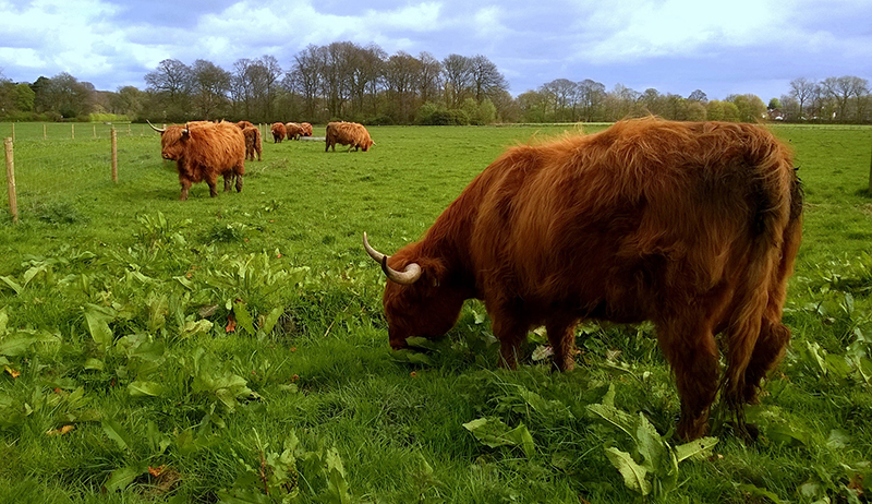cattle grazing seasonal pasture cow