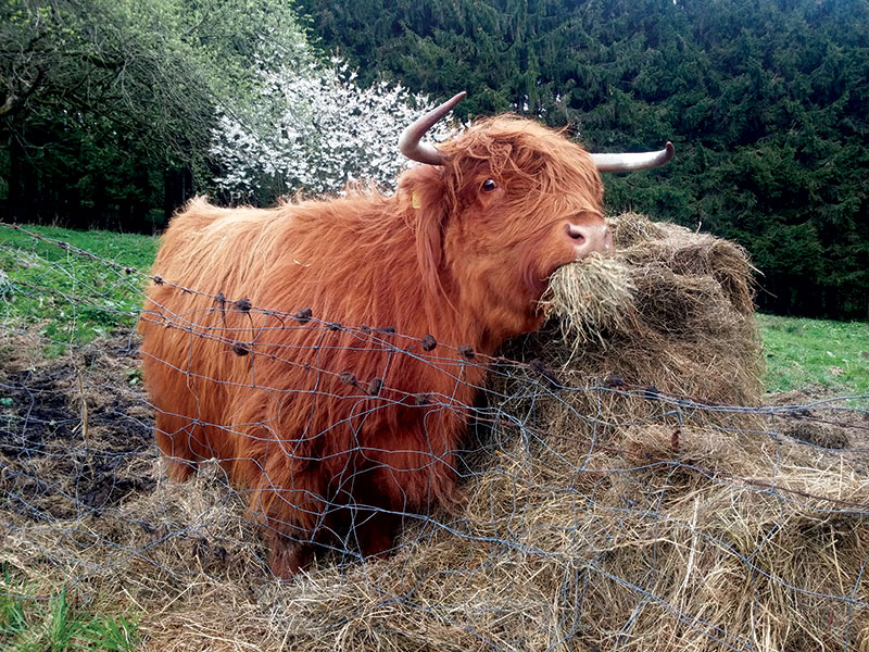 cattle hay feeding