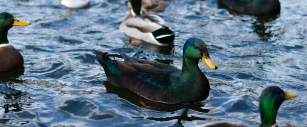 Cayuga Duck: An American Breed for Eggs & Meat