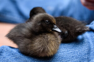 fluffy black cayuga ducklings