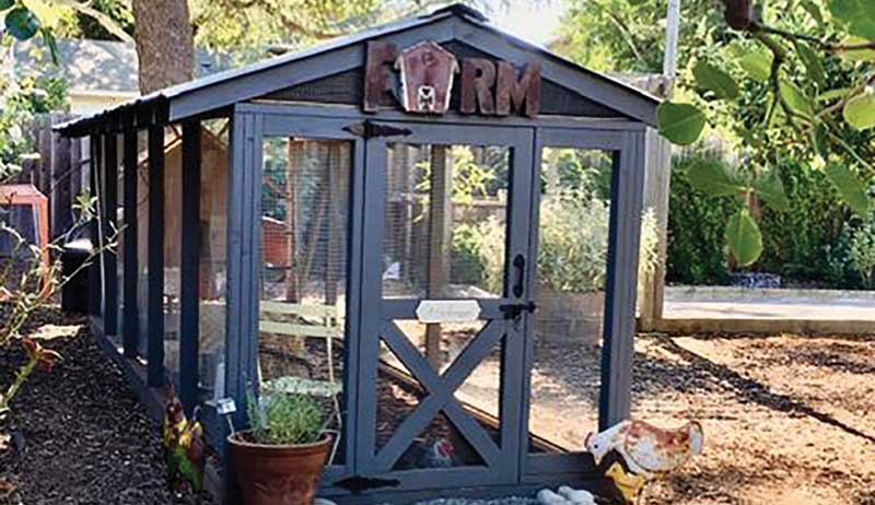 chicken chickens coop cool coops