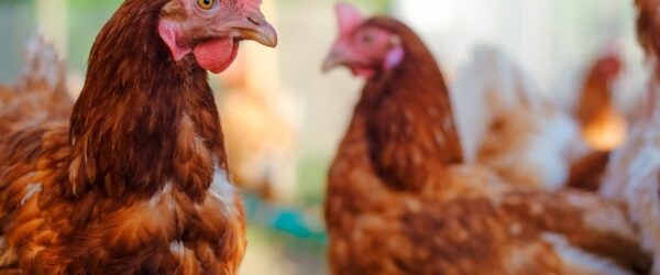 Chicken Diseases: 5 Common Ailments