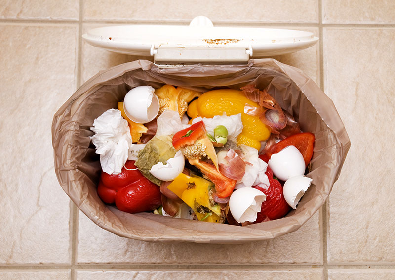 chicken food feed kitchen scraps