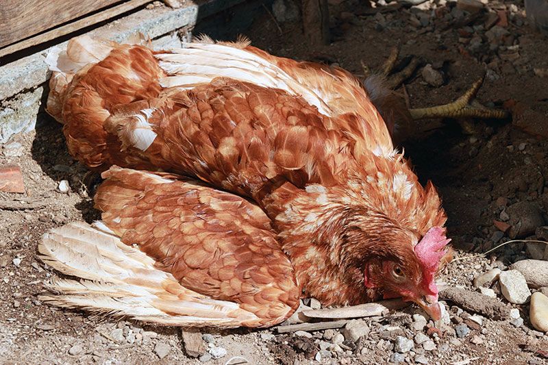chicken health newcastle disease