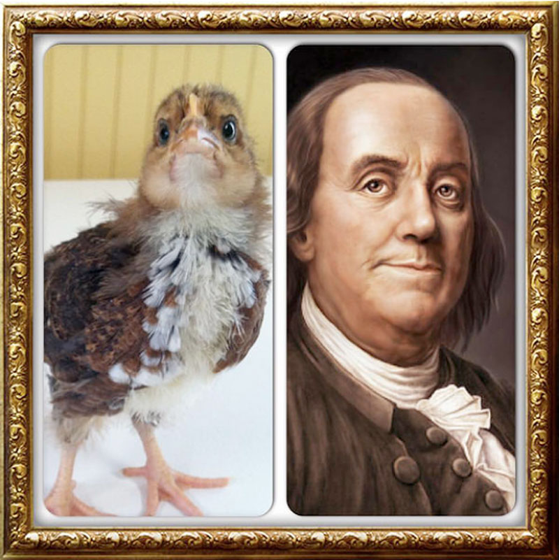 favorite chicken names