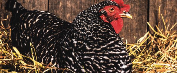 You Can Extend Your Hens’ Laying Season—Here’s How