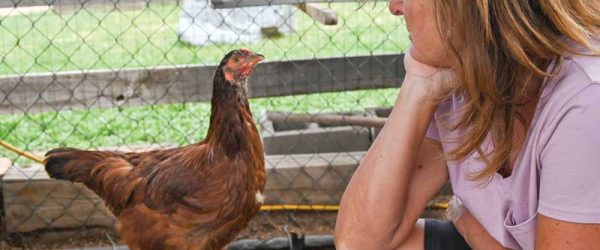 Chicken Coop For The Soul: Therapy Chickens At Work