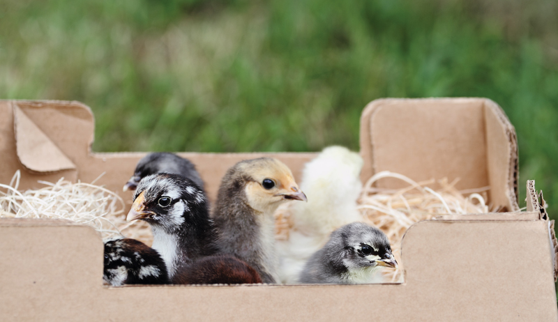 chicken chickens math numbers