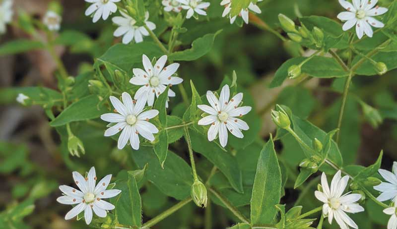 chickweed is on the best herbs for chickens list