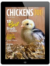 Chickens 101-2020