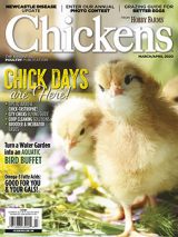 chickens-march/april 2020