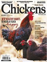 chickens-may/june 2020