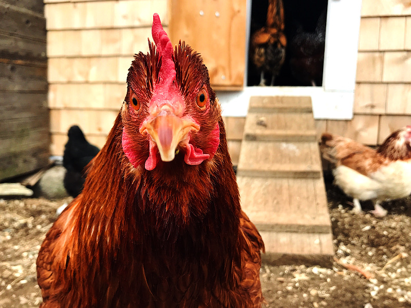 cochin chicken heritage breeds