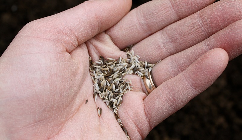 bolted lettuce seeds