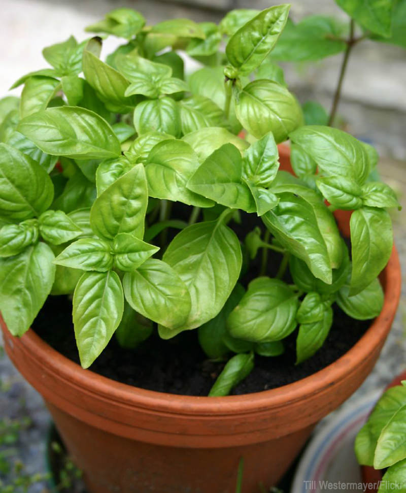 5 Herbs Perfect For Container Gardening (UrbanFarmOnline.com)