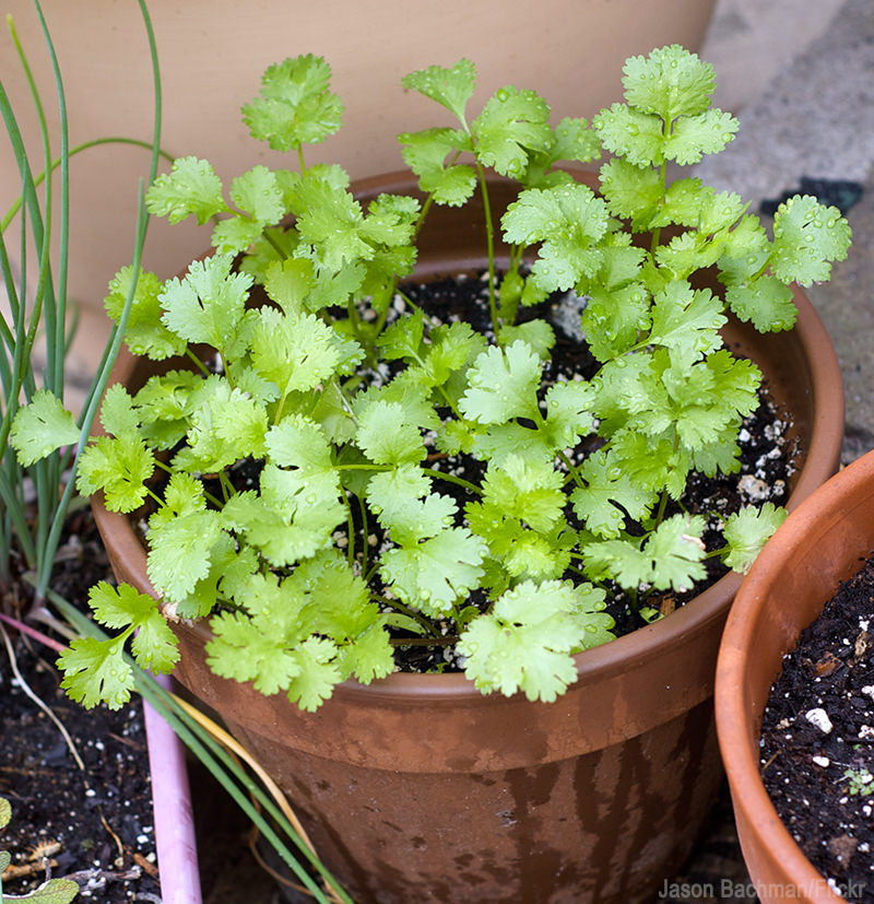 5 Herbs Perfect For Container Gardening (UrbanFarmOnline.com)