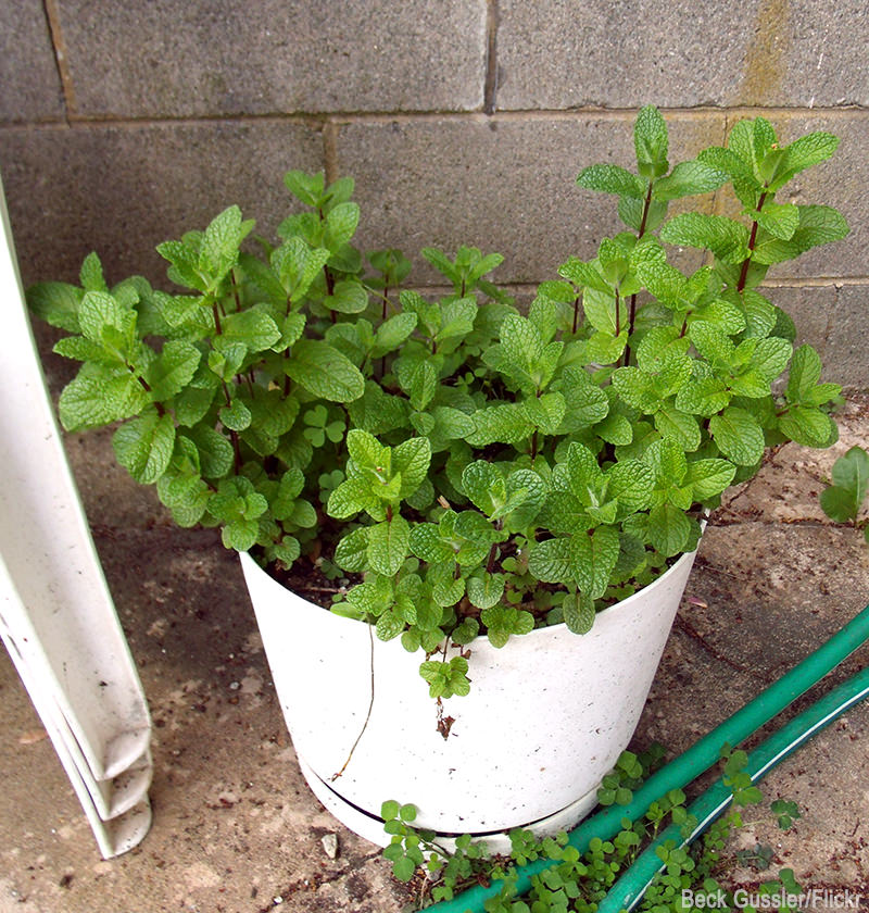 5 Herbs Perfect For Container Gardening (UrbanFarmOnline.com)