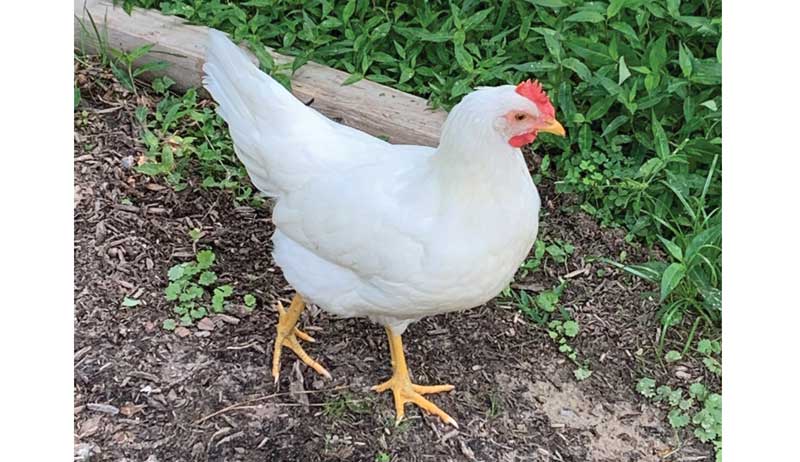 chickens photo gallery