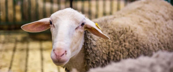 Dairy Sheep: A Beginner’s Guide