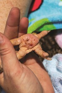 dealing-with-disease